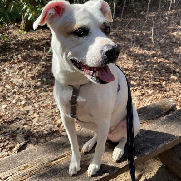 Meet your Posher, Rachel - Picture 6 of 7